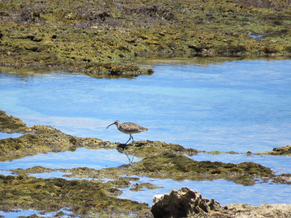 Regenbrachvogel - ML292993111