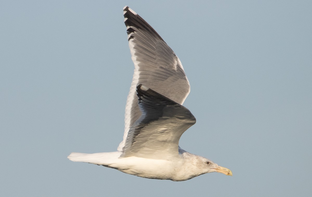 Western x Glaucous-winged Gull (hybrid) - Liam Huber