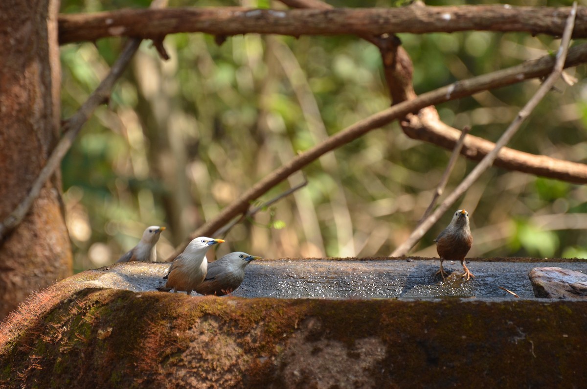 Malabar Starling - ML292993541