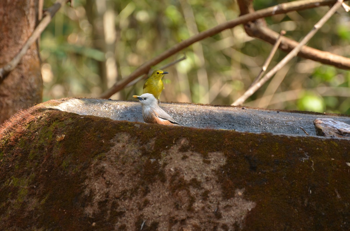 Malabar Starling - ML292993601