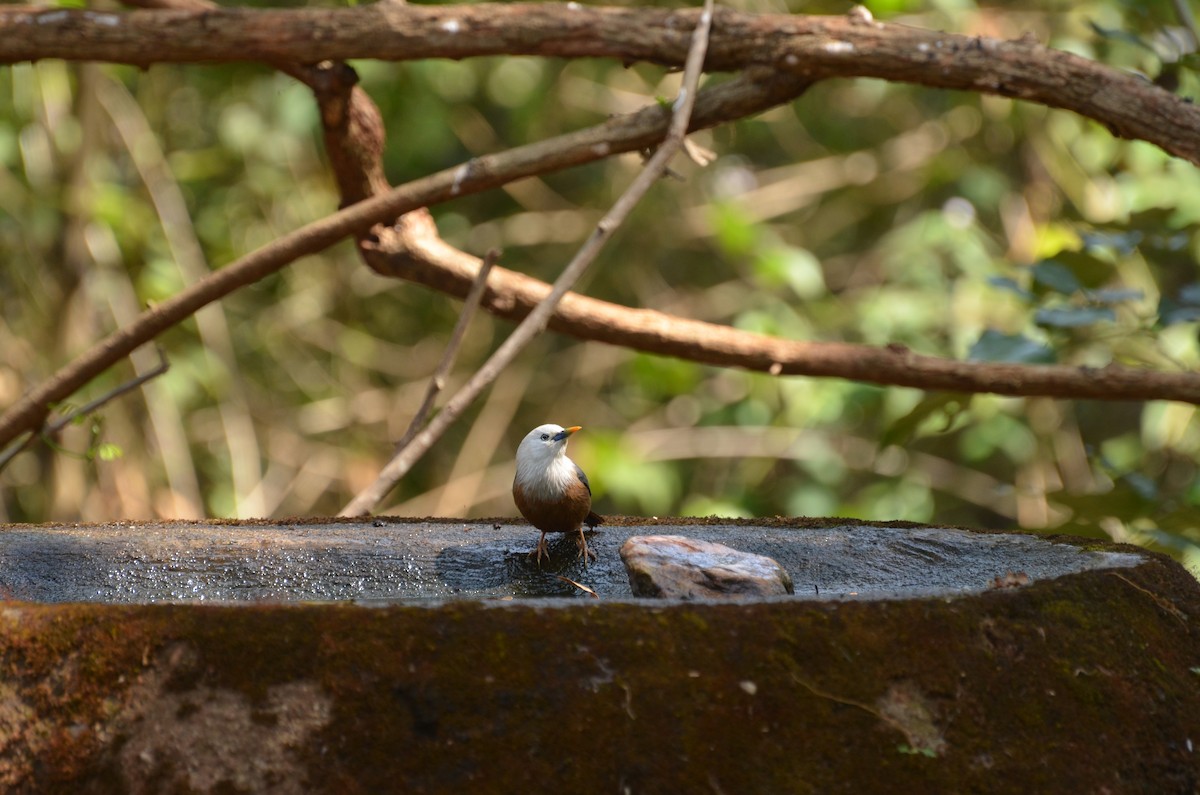 Malabar Starling - ML292993611