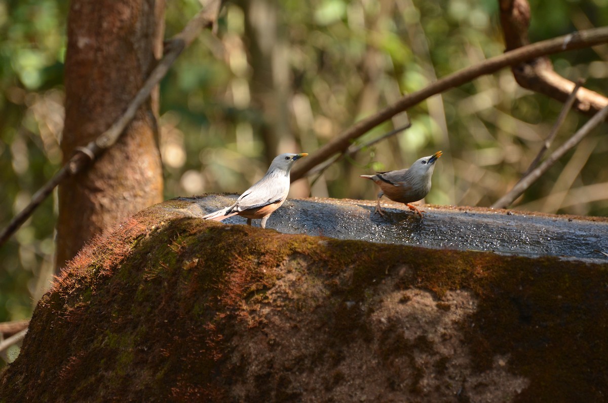 Malabar Starling - ML292993651