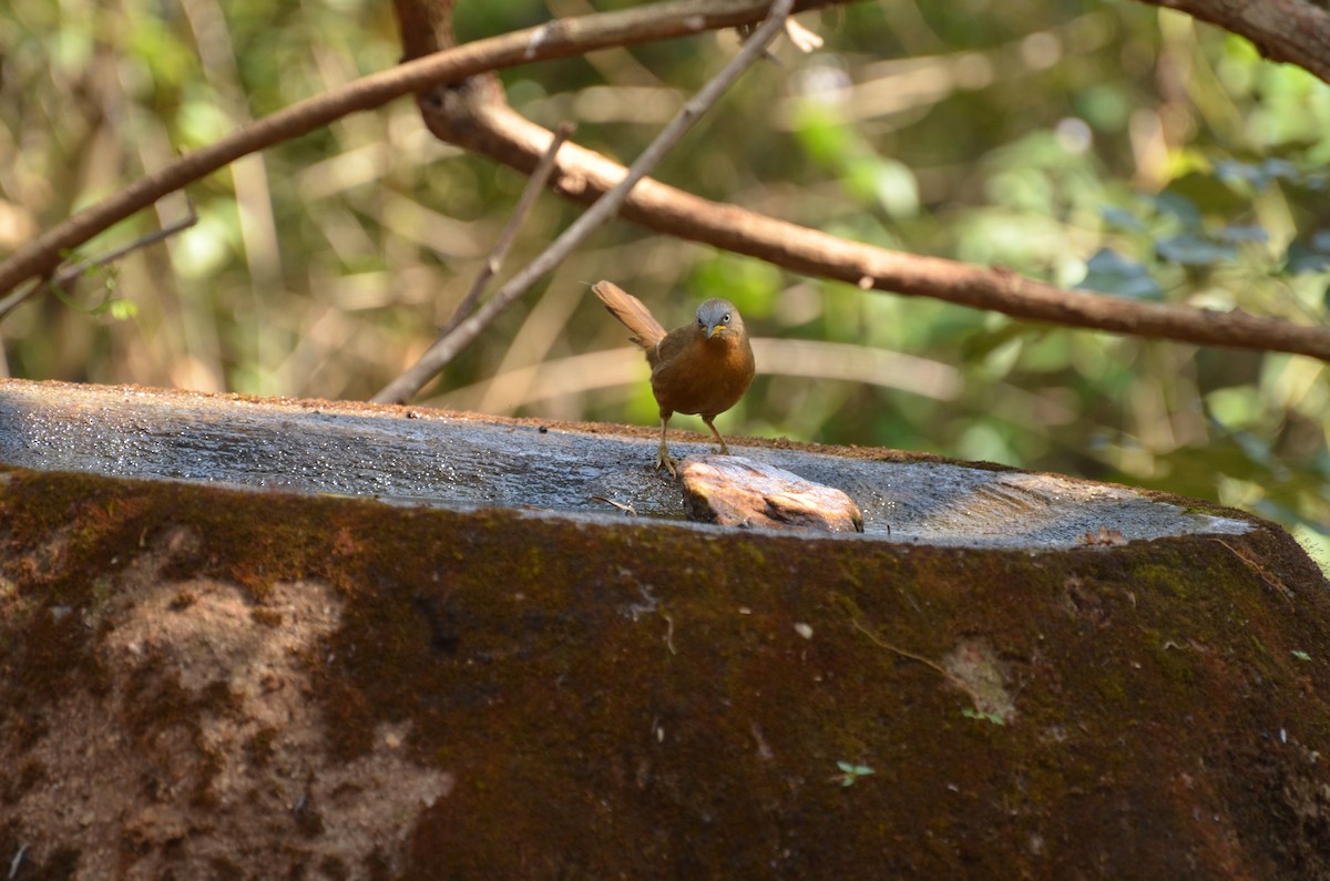 Rufous Babbler - ML292993841