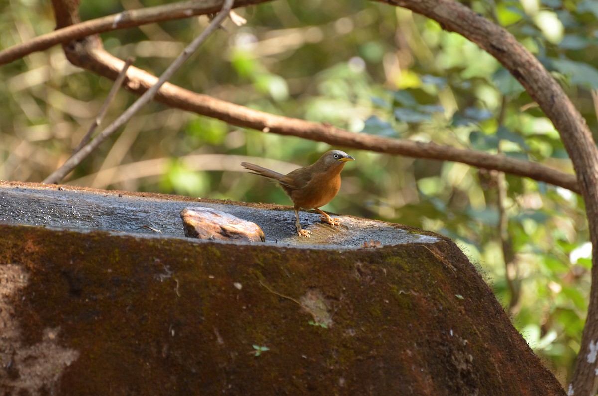 Rufous Babbler - ML292993891