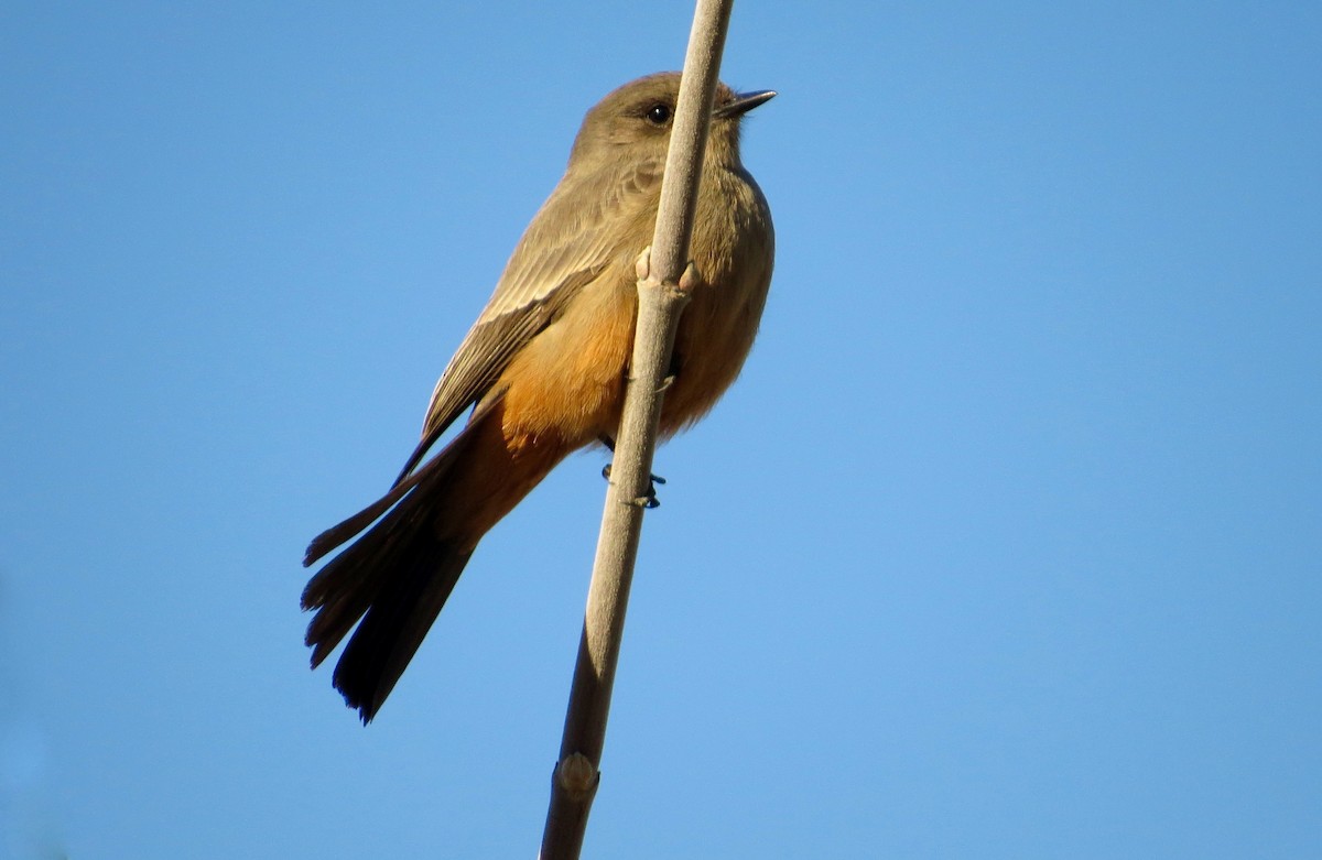 Say's Phoebe - ML292998261