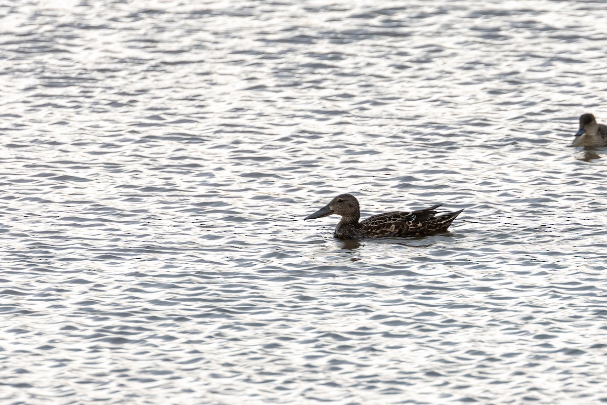 Australasian Shoveler - ML292999831