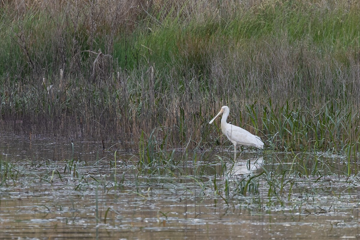 Yellow-billed Spoonbill - ML292999951