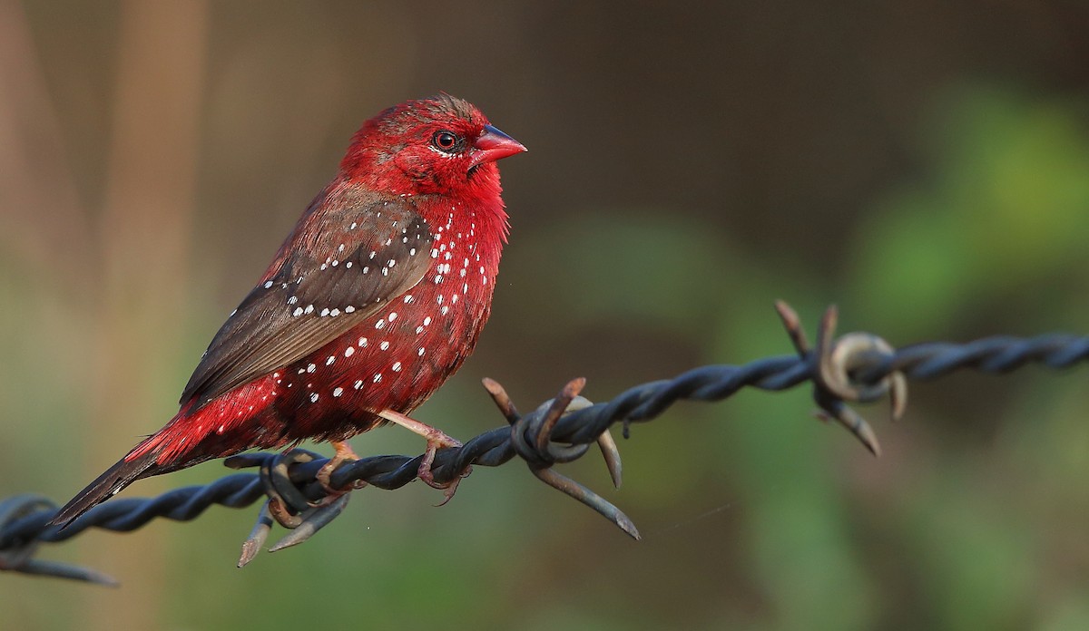 Red Avadavat - ML293000241