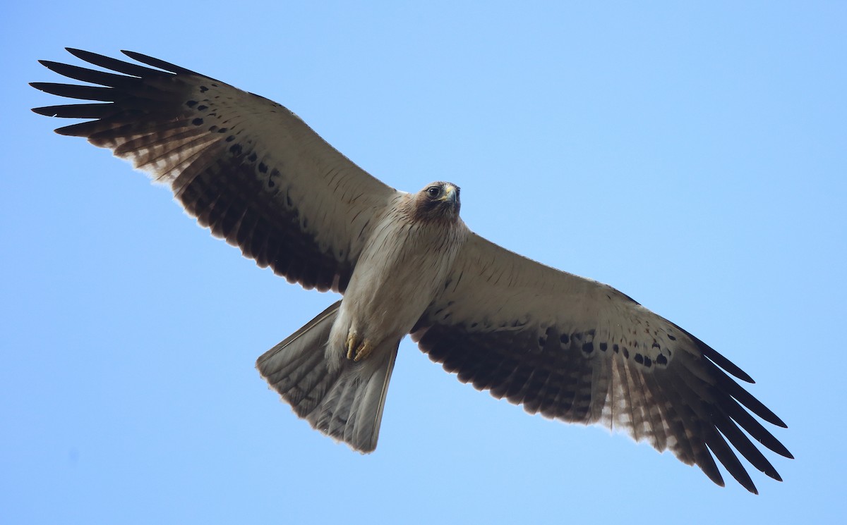 Booted Eagle - ML293000481