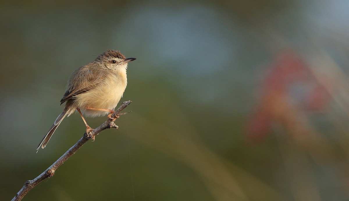 Plain Prinia - ML293003861