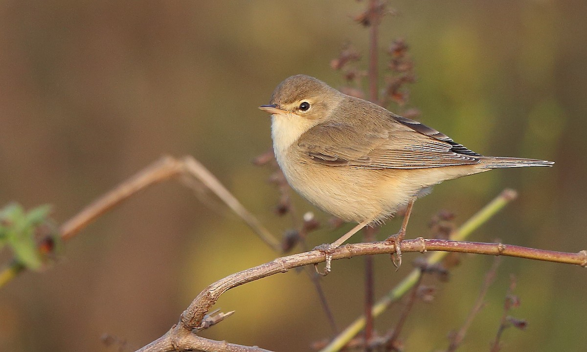 Booted Warbler - ML293003931