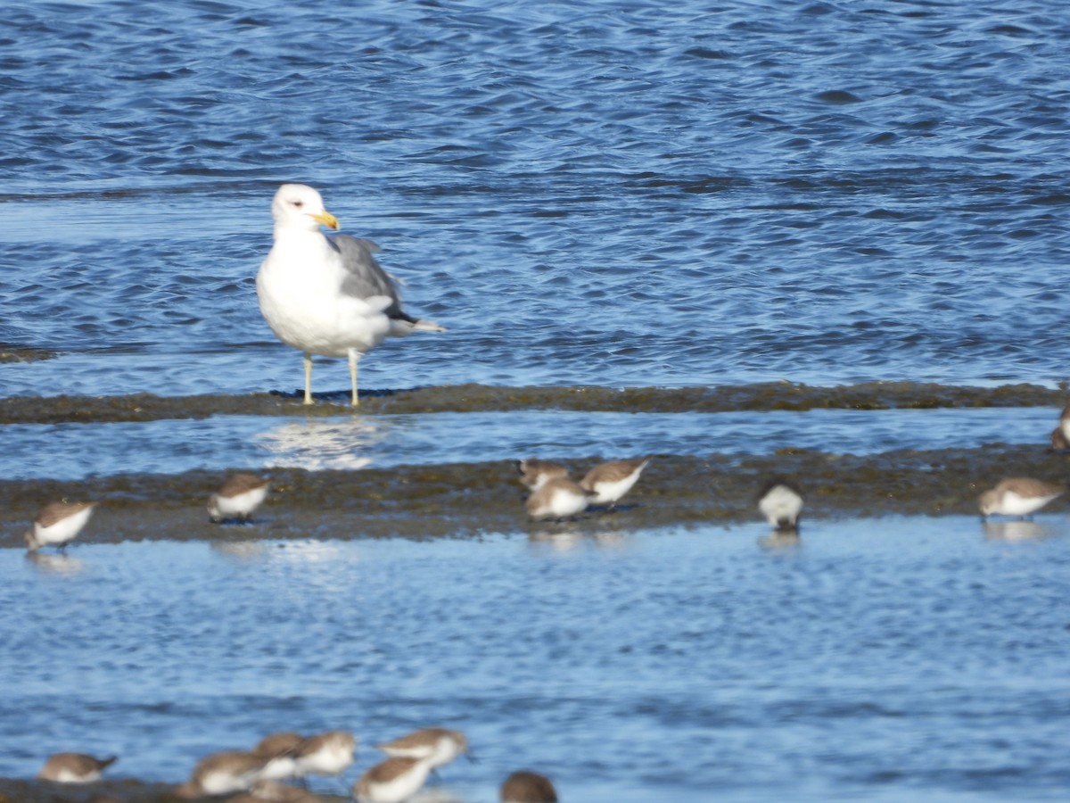 California Gull - ML293005661