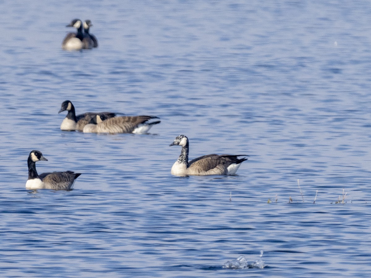 Canada Goose - ML293007911