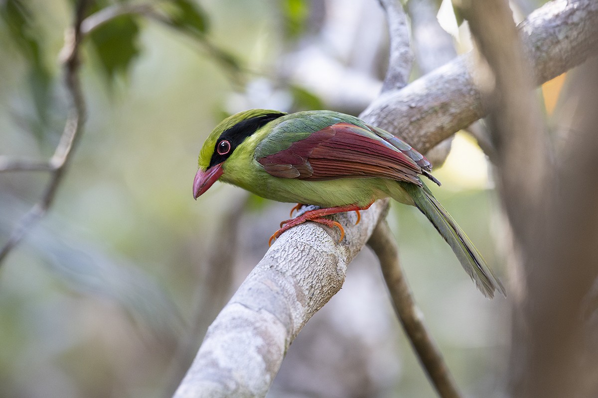 Indochinese Green-Magpie - ML293008171