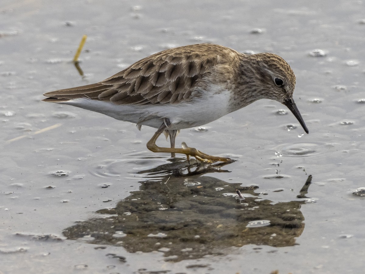 Least Sandpiper - Steven Hunter