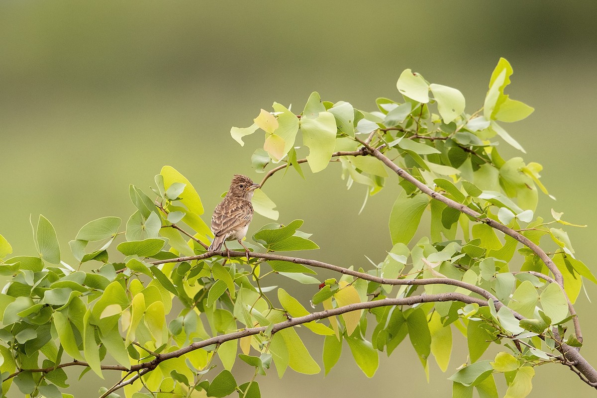 Monotonous Lark - Niall D Perrins