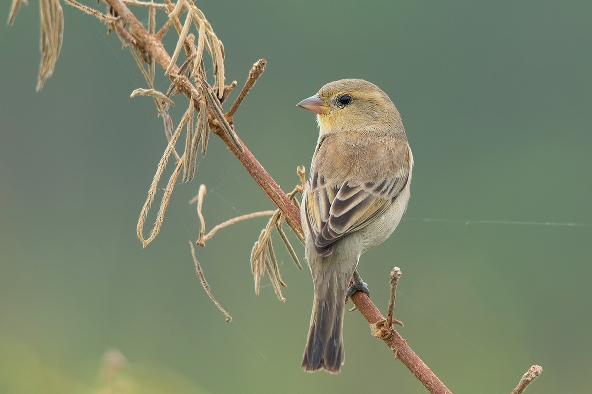 Plain-backed Sparrow - ML293008701