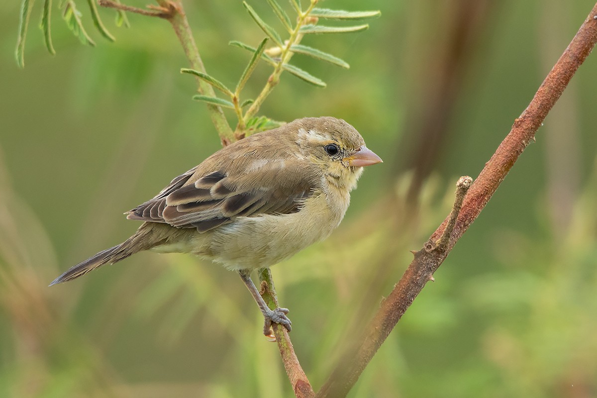 Plain-backed Sparrow - ML293008711