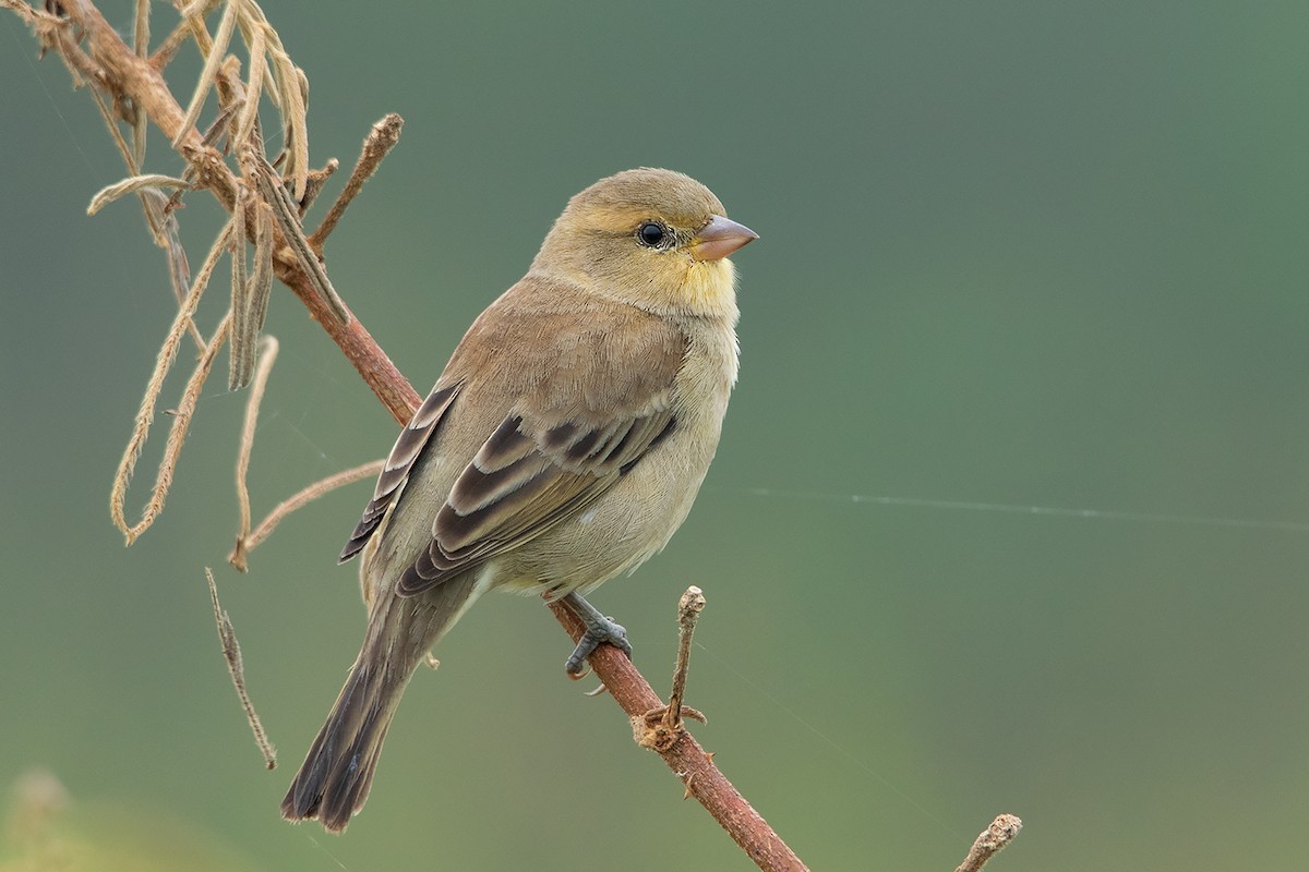 Plain-backed Sparrow - ML293008731