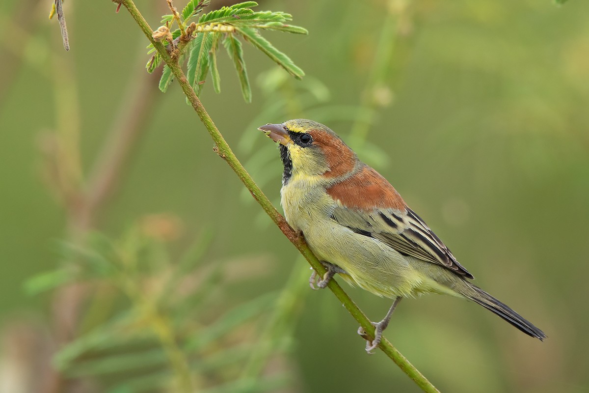 Plain-backed Sparrow - ML293008751