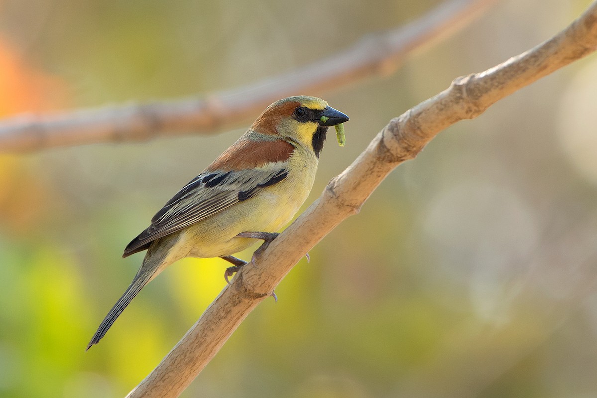 Plain-backed Sparrow - ML293008871