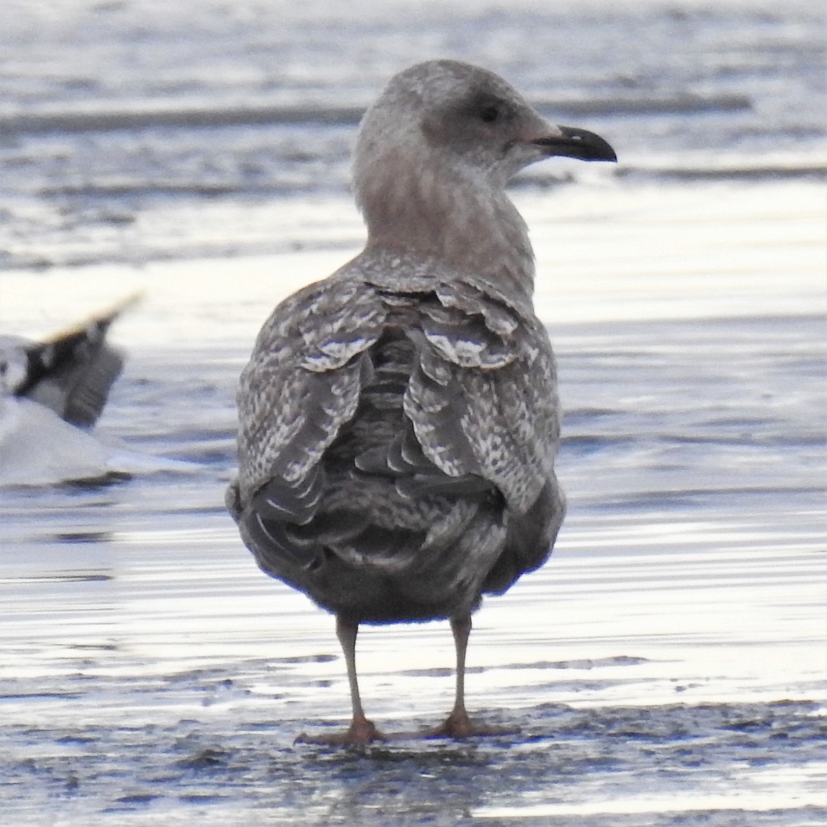 Iceland Gull (Thayer's) - ML293009141