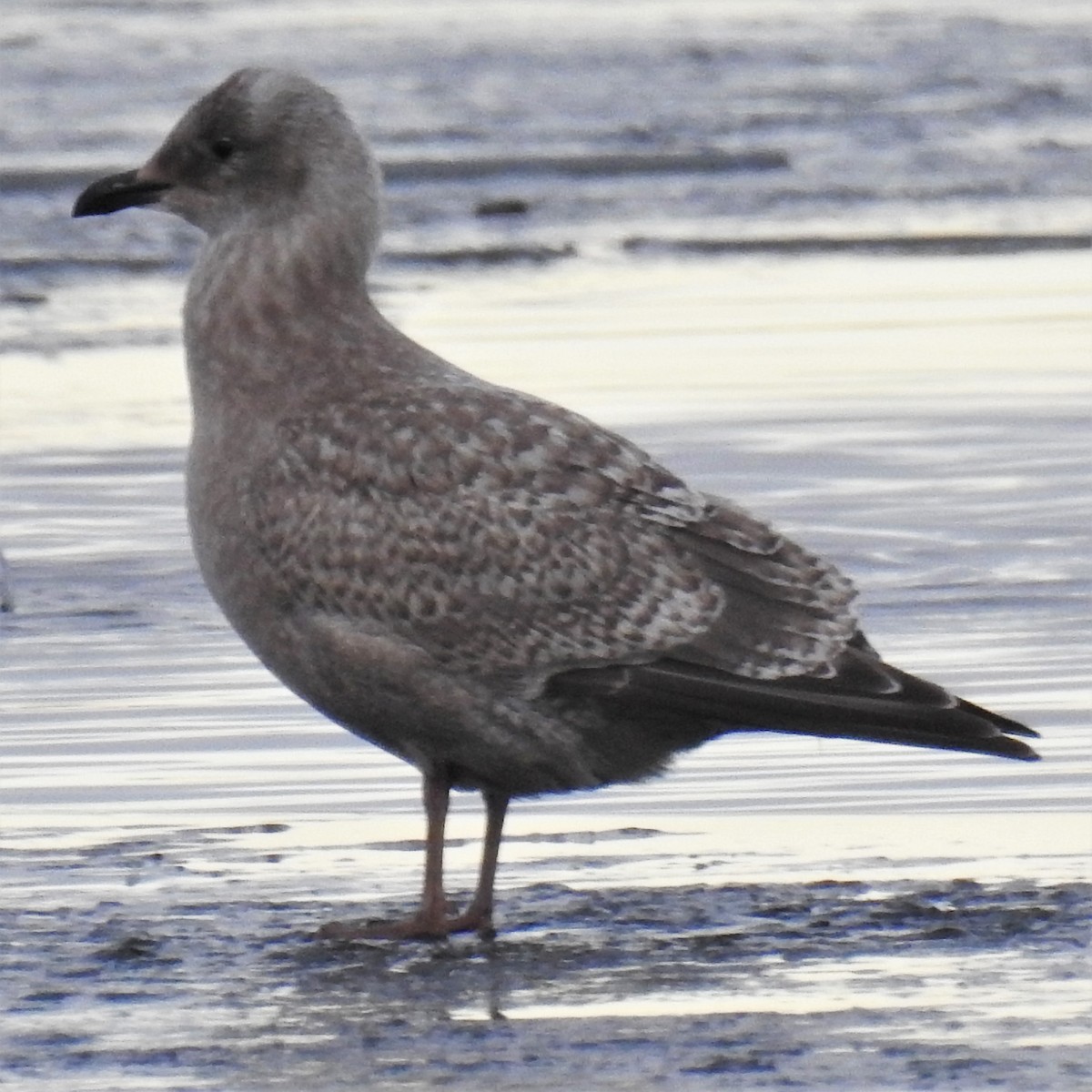 Iceland Gull (Thayer's) - ML293009151