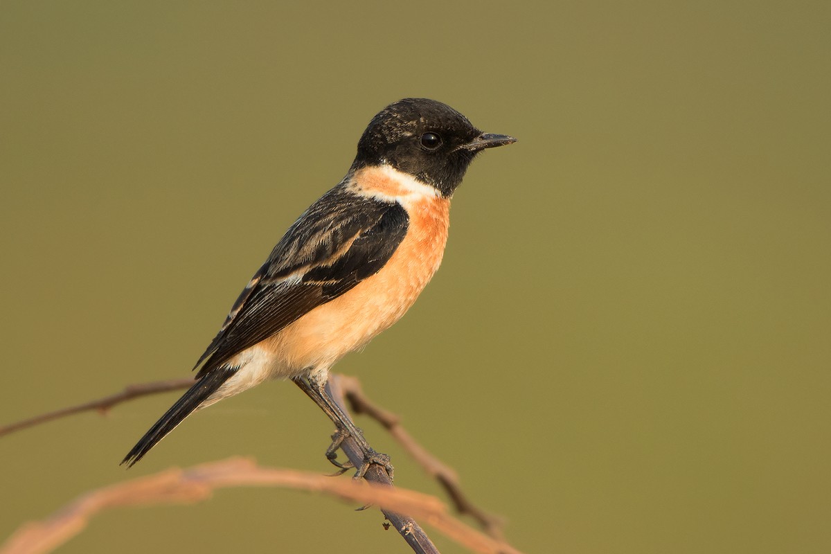 Amur Stonechat - Ayuwat Jearwattanakanok