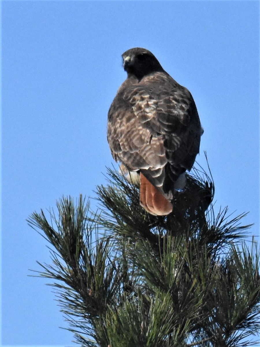 Red-tailed Hawk - ML293010311