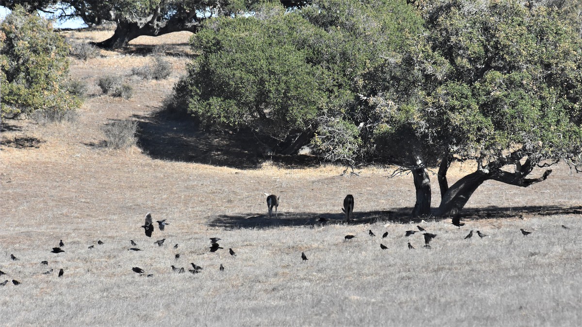 American Crow - ML293010491