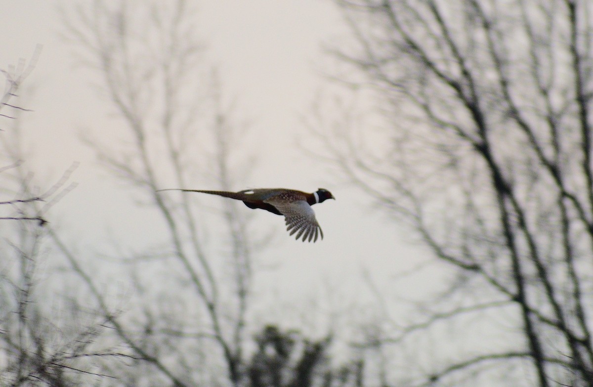 Ring-necked Pheasant - ML293010681