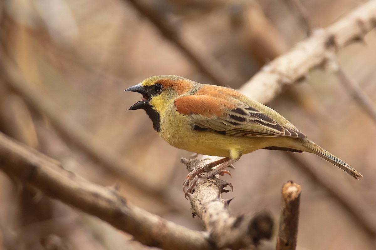 Plain-backed Sparrow - ML293011841