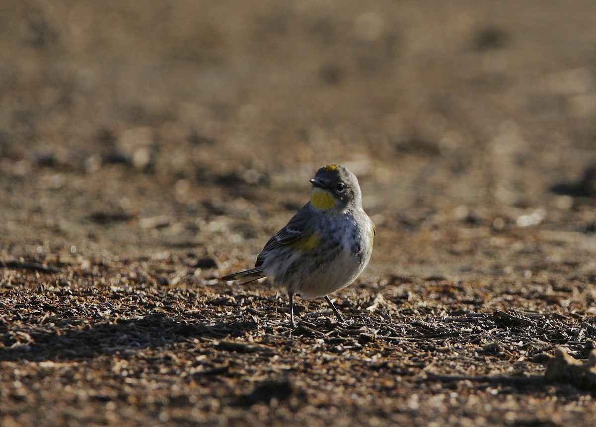 Yellow-rumped Warbler - ML293012771