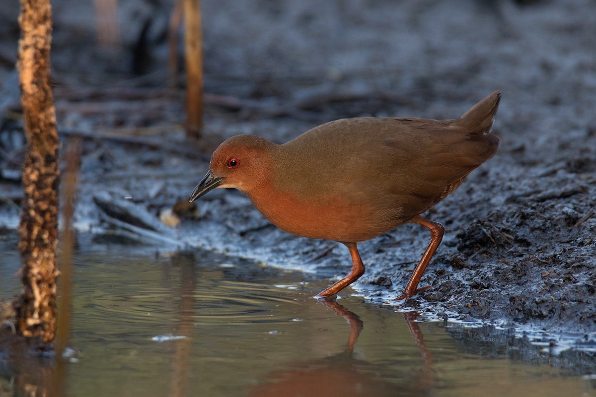 Ruddy-breasted Crake - Ayuwat Jearwattanakanok