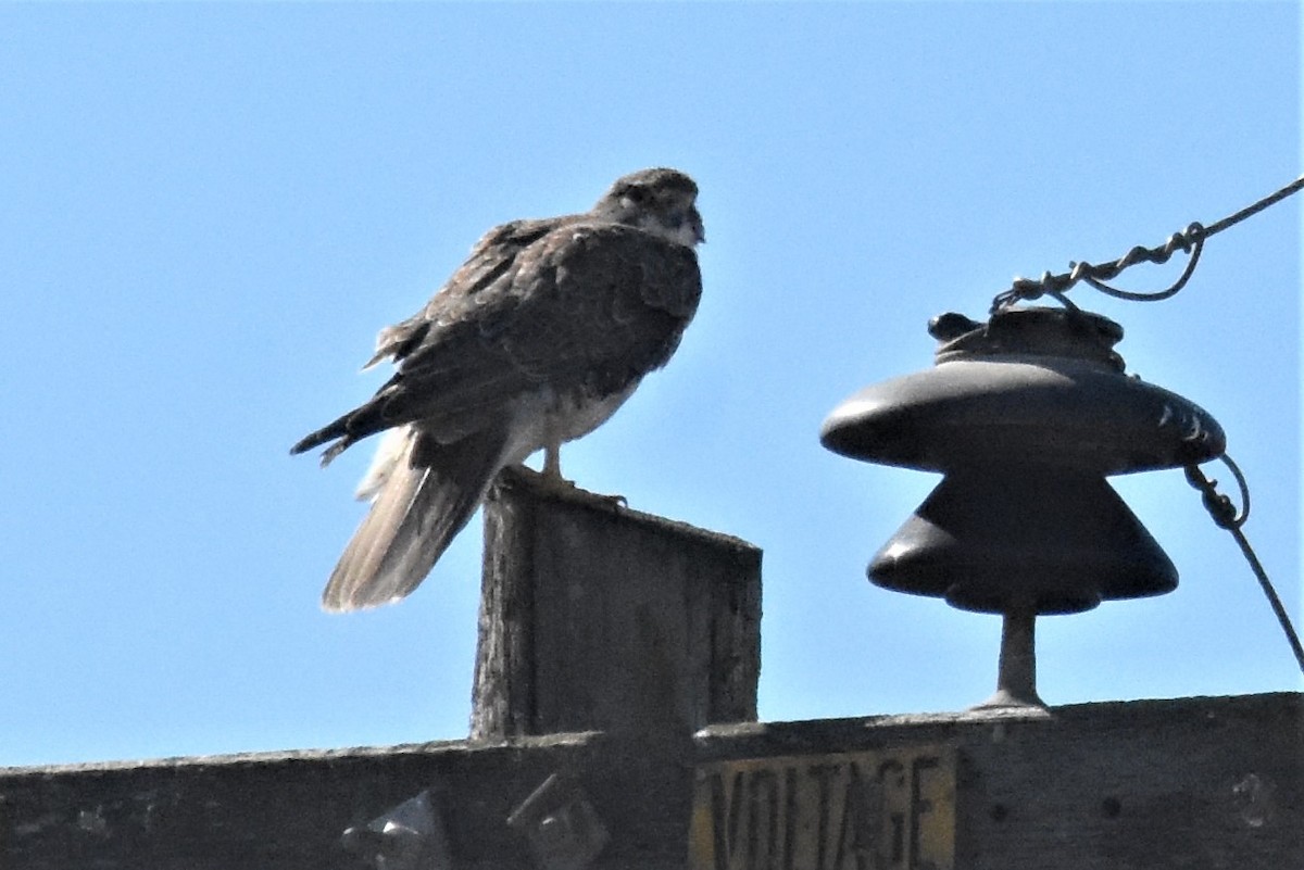 Prairie Falcon - ML293013291