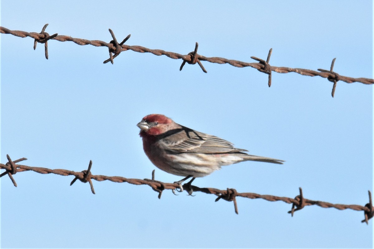 House Finch - ML293013381