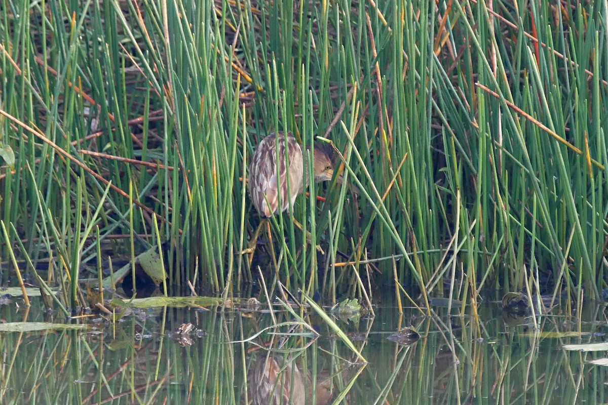 Yellow Bittern - ML293014451