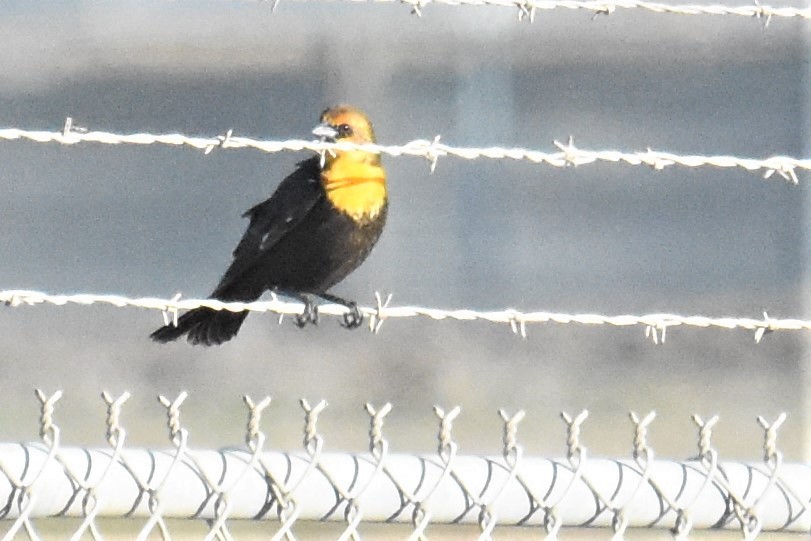 Yellow-headed Blackbird - ML293014561