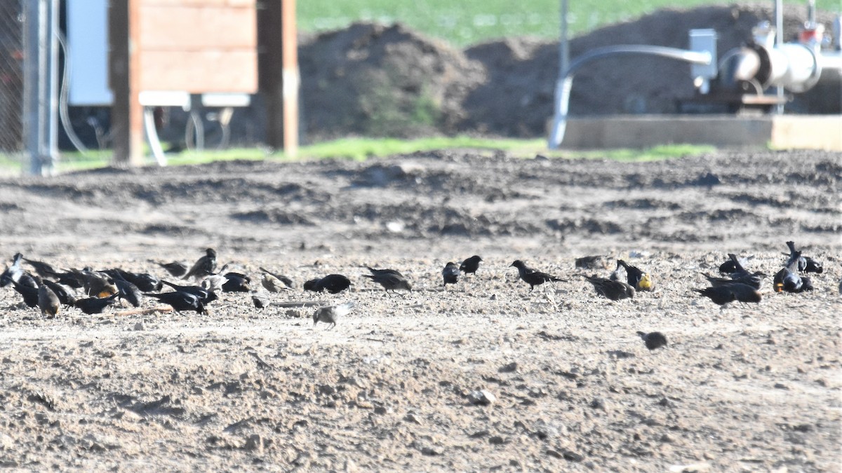 Yellow-headed Blackbird - ML293014581