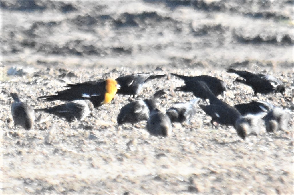 Yellow-headed Blackbird - ML293014621