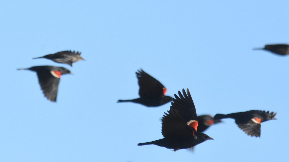 Tricolored Blackbird - ML293015071