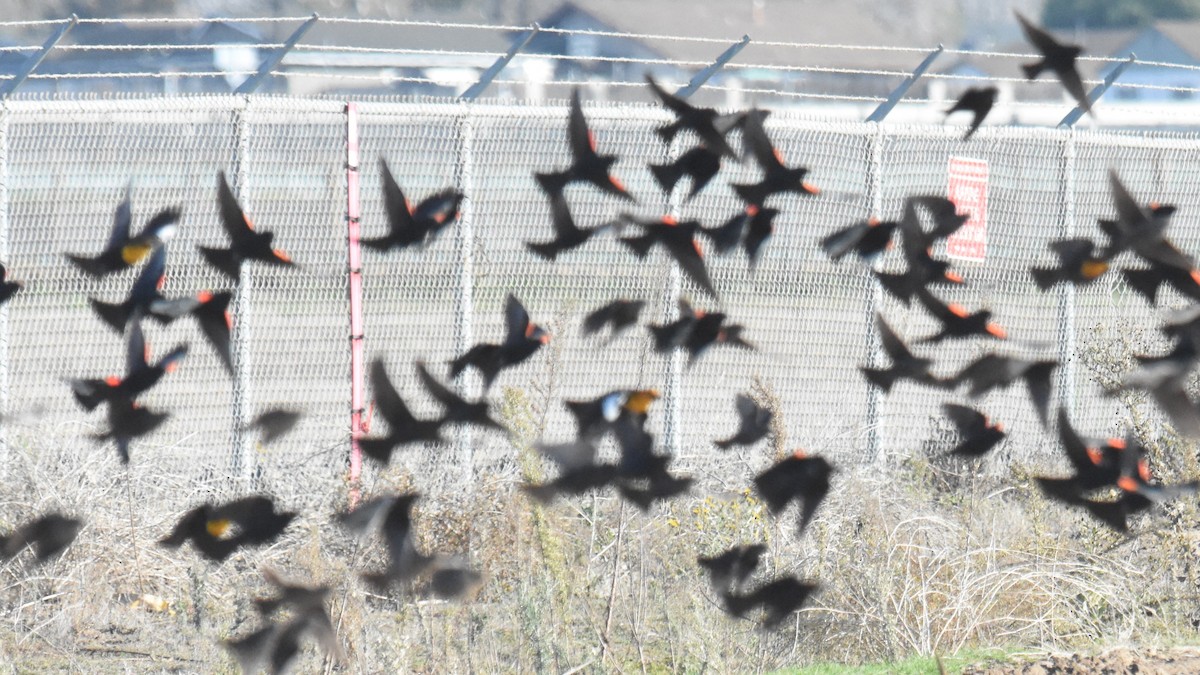 Yellow-headed Blackbird - ML293015141