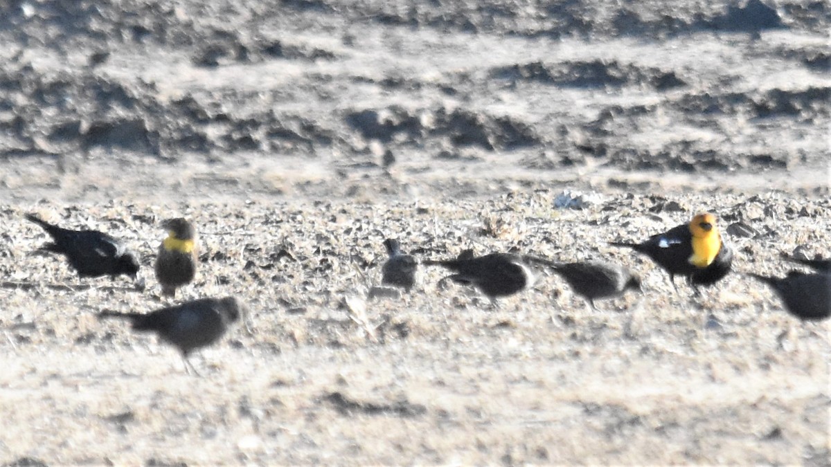 Yellow-headed Blackbird - ML293015771