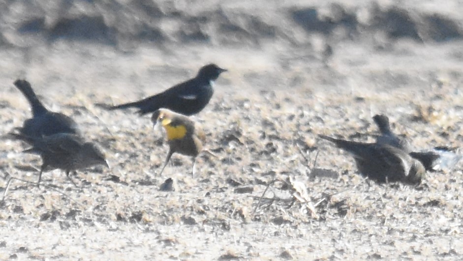 Yellow-headed Blackbird - ML293015821