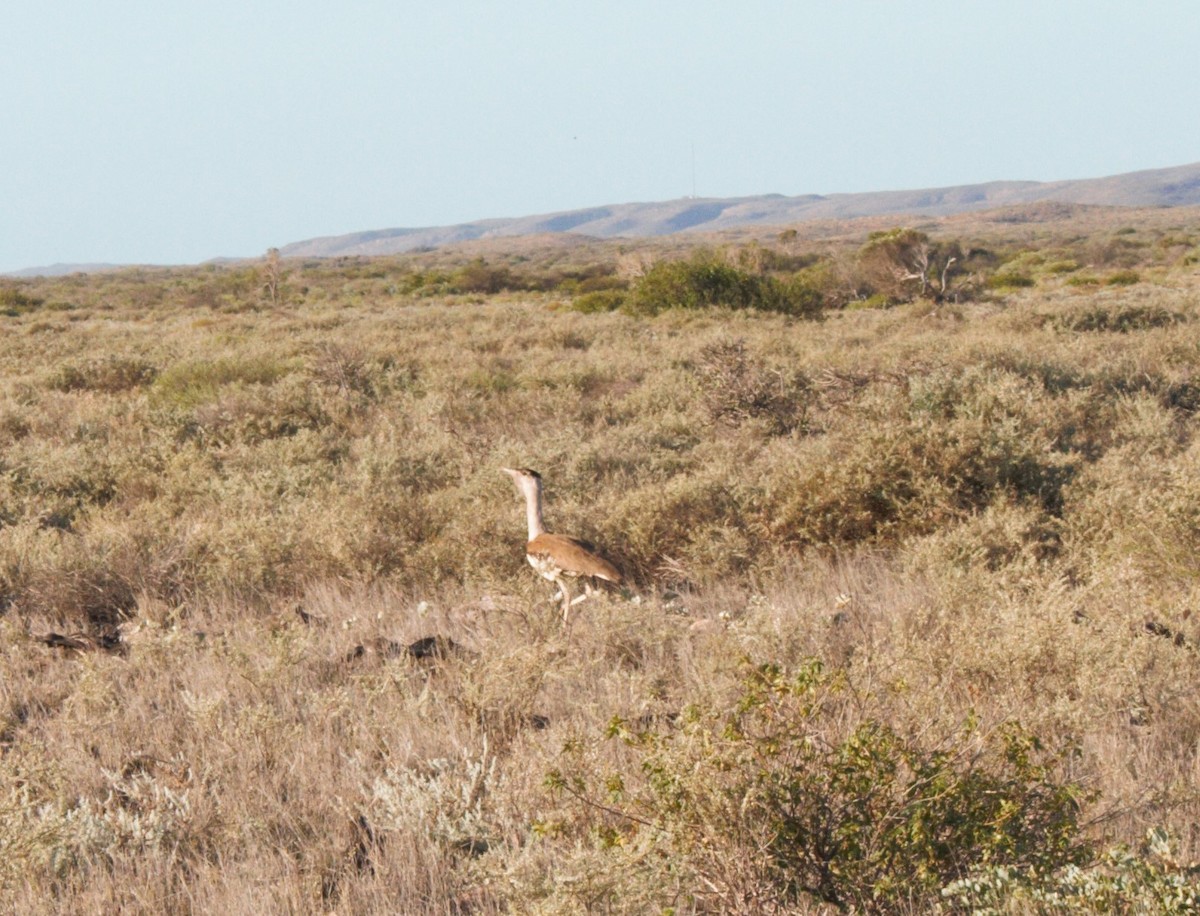 Australian Bustard - ML293016951