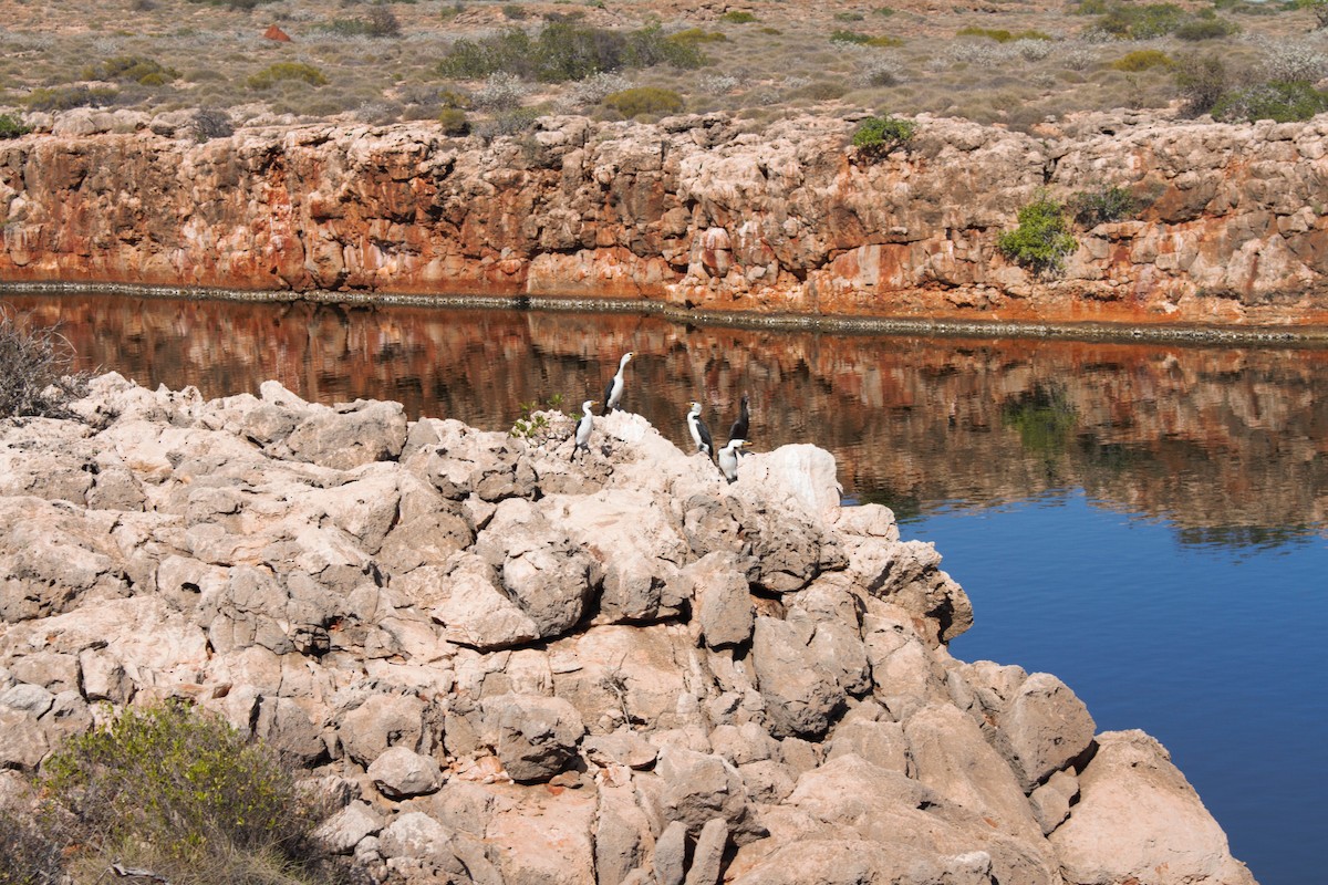 Little Pied Cormorant - ML293017041