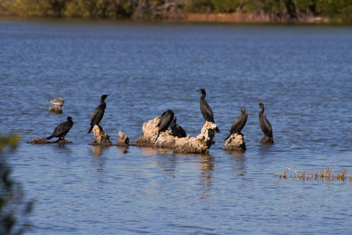 Little Black Cormorant - ML293017061