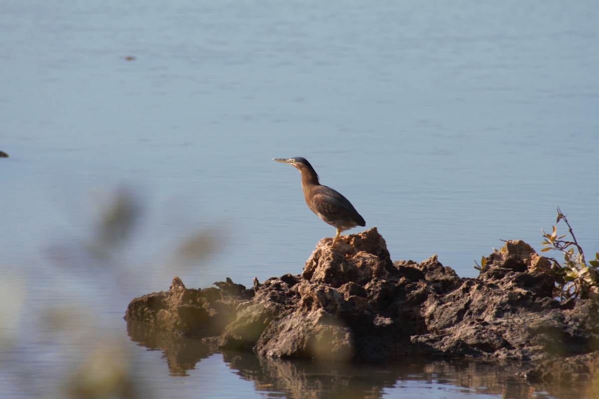 Striated Heron - ML293017071