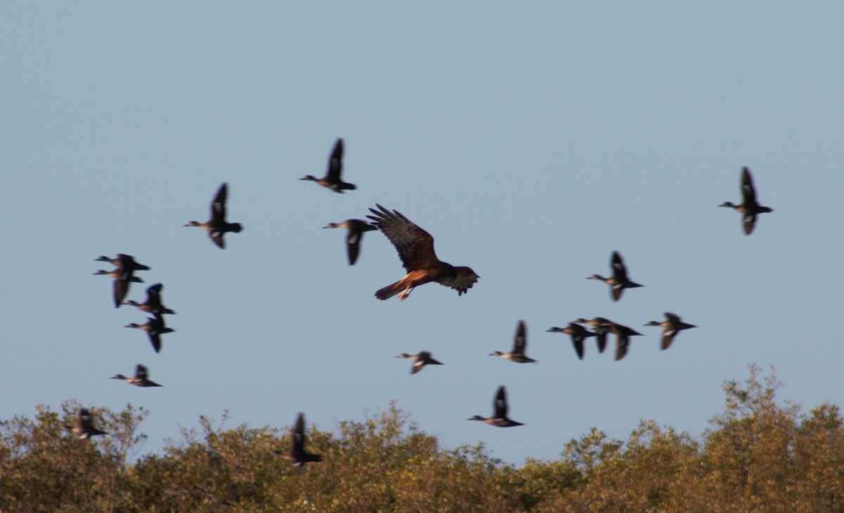 Swamp Harrier - ML293017081