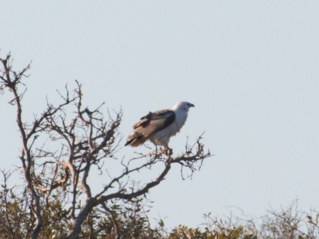 White-bellied Sea-Eagle - ML293017091